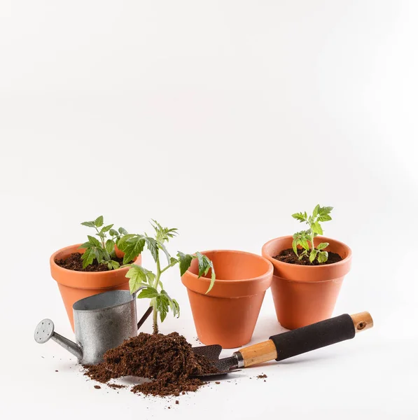 Tomatensämling in einem Tontopf — Stockfoto