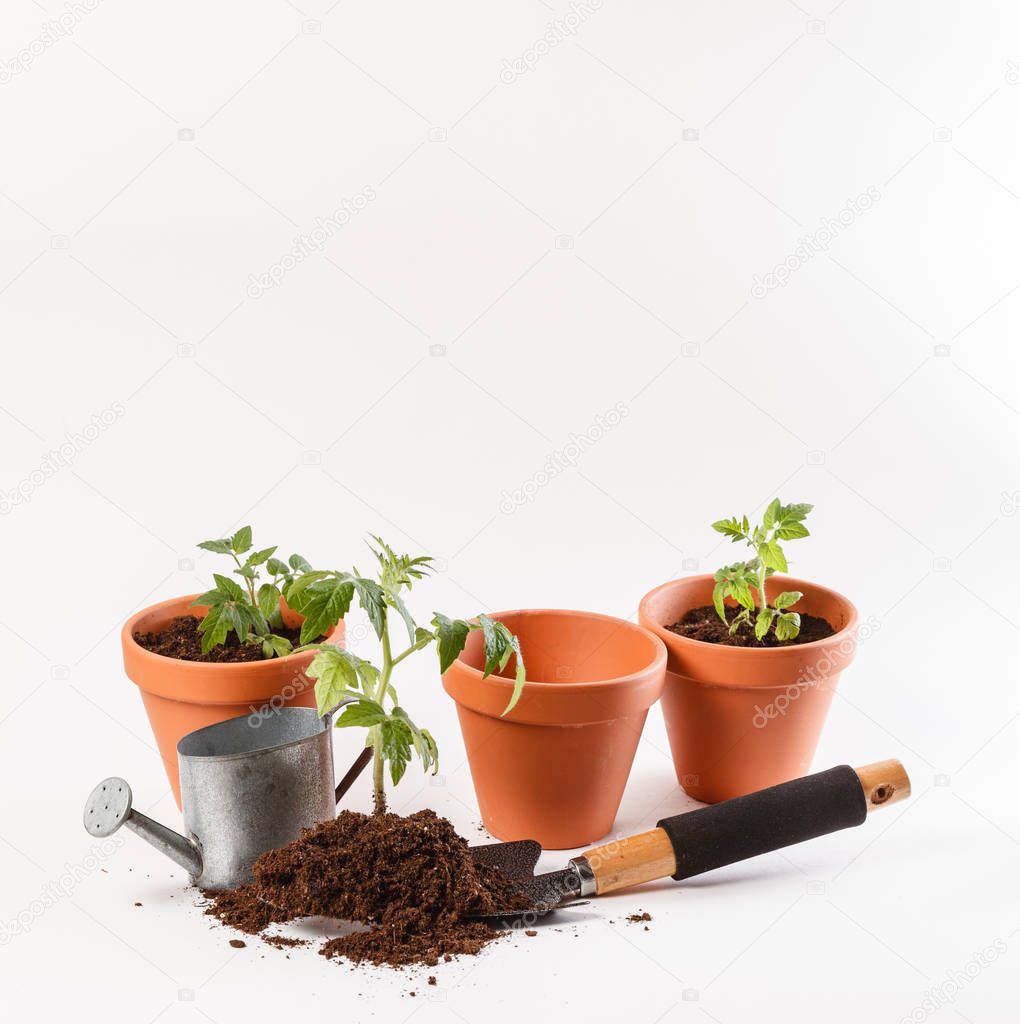tomato seedling in a clay pot