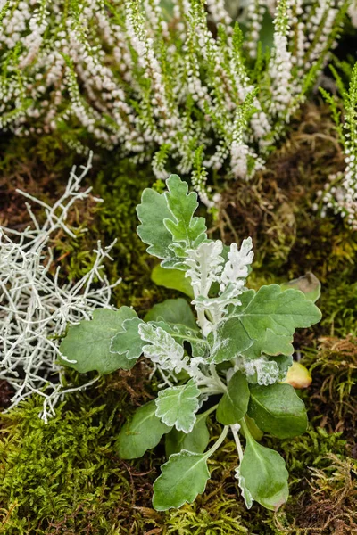 Erica bianca che cresce in giardino — Foto Stock