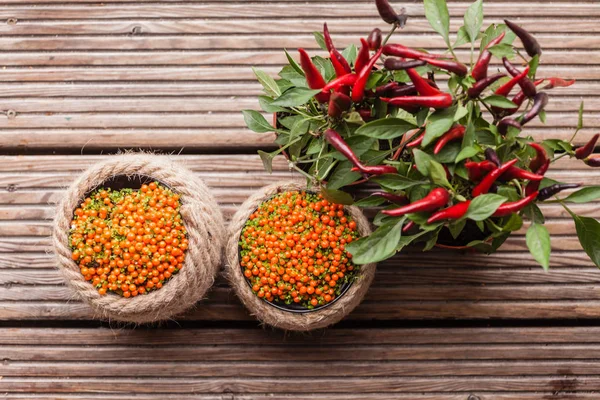 Nertera-Beeren in Töpfen — Stockfoto