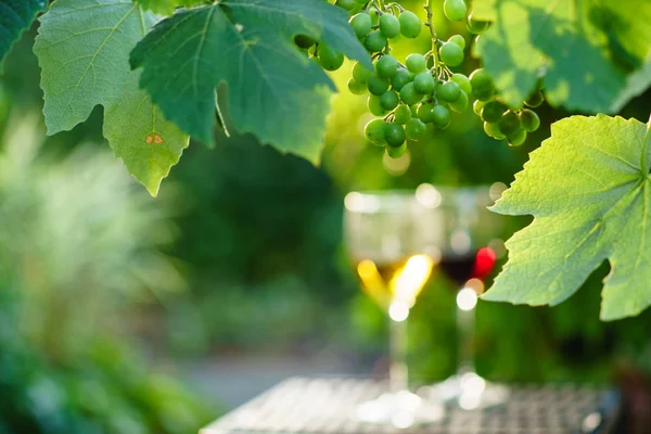 Grapes growing on the vineyard — Stock Photo, Image