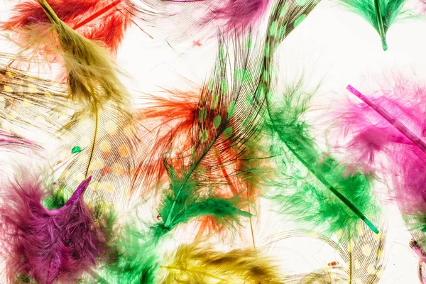 Penas decorativas coloridas — Fotografia de Stock