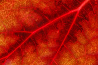 renkli yaprak dokusu