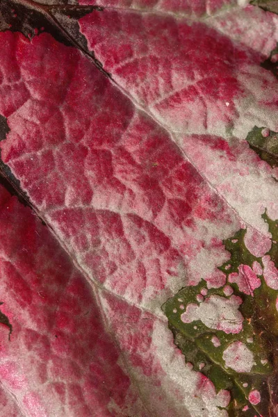 Textura colorida de la hoja — Foto de Stock