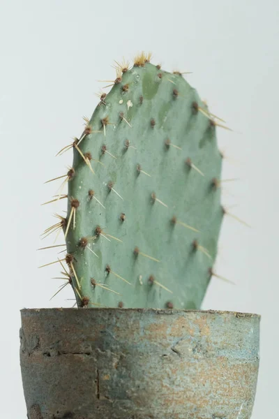 Aranyos kaktusz a pot — Stock Fotó