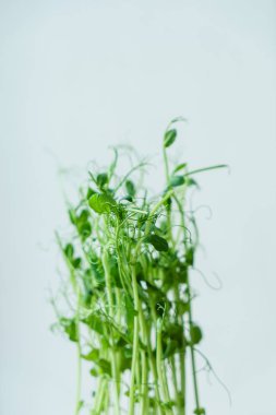 Yeşil bezelye lahanası