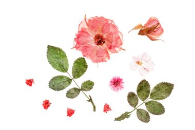 Cute summer flowers and leaves  clipart