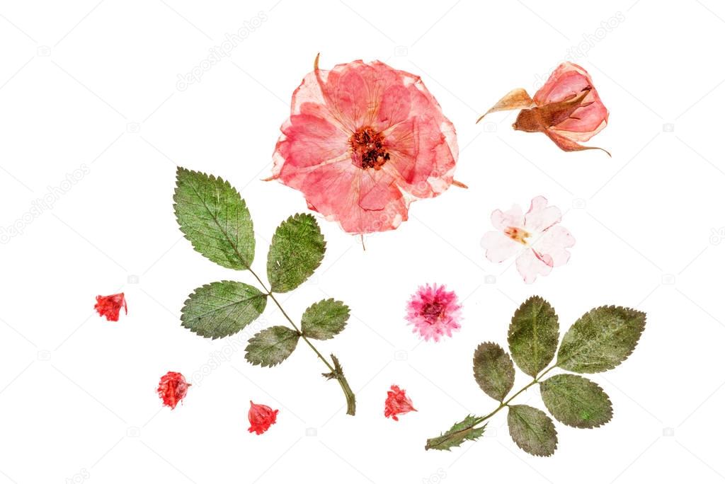 Cute summer flowers and leaves 
