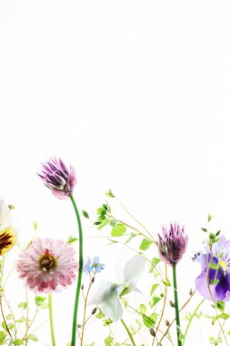 Taze bahar çiçekleri 