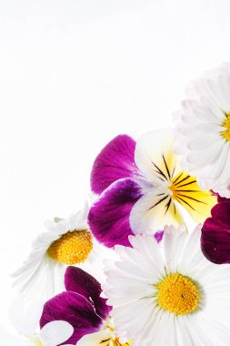 Taze ihale Hercai Menekşe çiçek