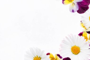 Taze ihale Hercai Menekşe çiçek