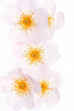 Bayağı yaban gülü