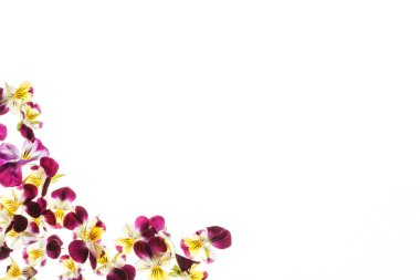 Taze ihale Hercai Menekşe çiçek