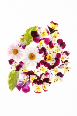 Taze ihale Hercai Menekşe çiçek