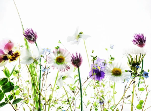 Frische Frühlingsblumen — Stockfoto