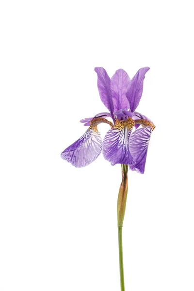 Flor de íris tenra — Fotografia de Stock
