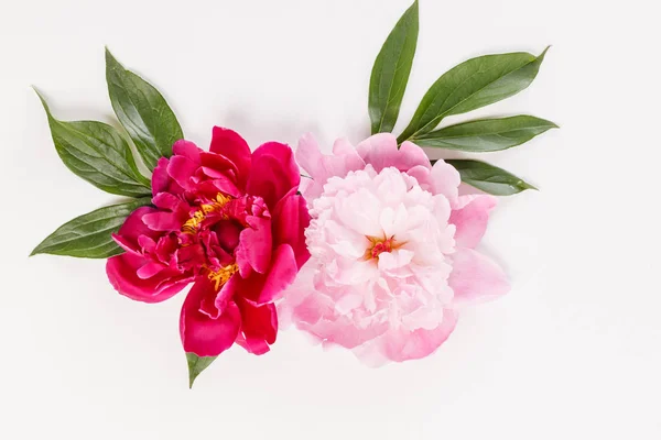 Flores de peónia macia — Fotografia de Stock