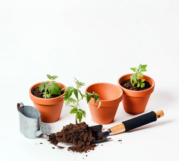 Tomato seedling in a clay pot — Stock Photo, Image