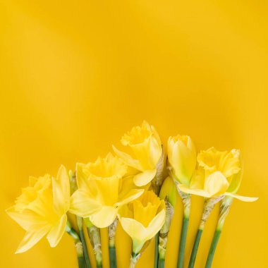 Taze sarı nergis