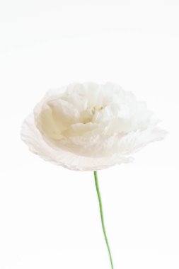 Güzel gelincik çiçeği