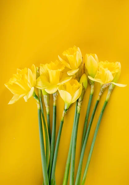 新鲜的黄水仙 — 图库照片