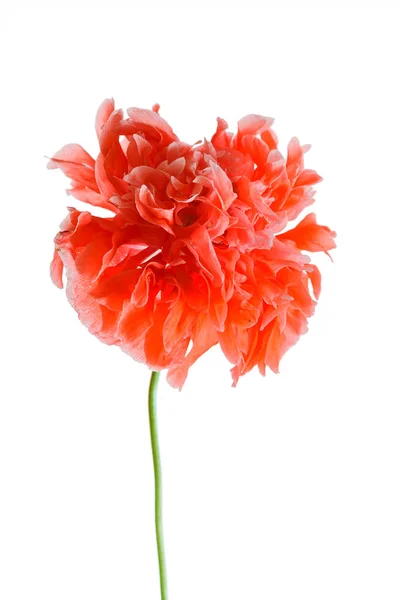 Красивый цветок мака — стоковое фото