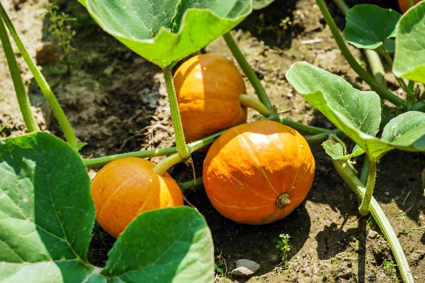 Pumpkins growing in garden — Stock Photo, Image