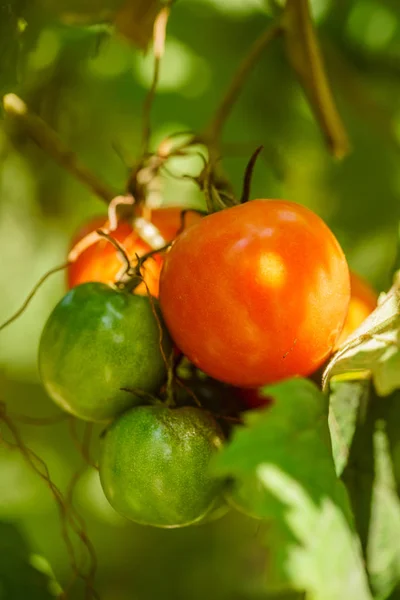 Свежие помидоры в саду — стоковое фото
