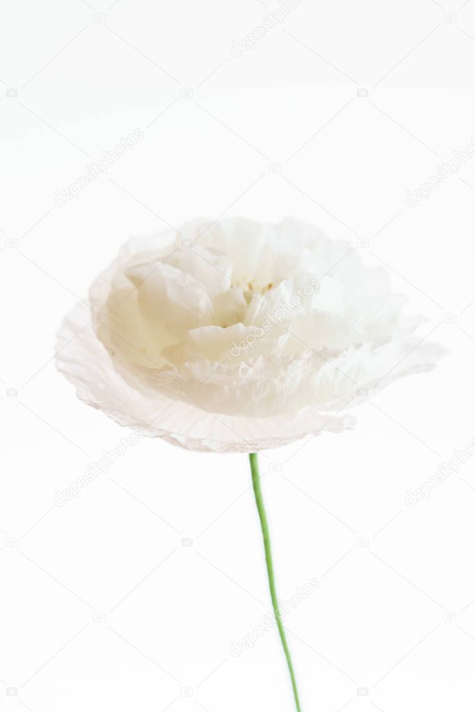 Beautiful poppy flower