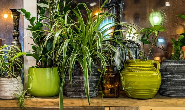 Green house plants — Stock Photo, Image