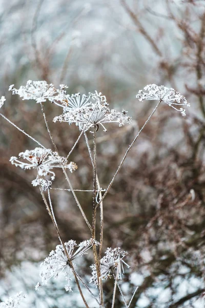 Winter bij besneeuwde forest — Stockfoto