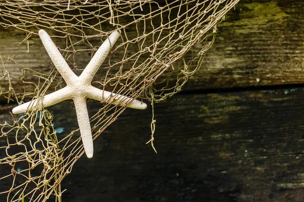 Sea star on fishing net — Stock Photo, Image