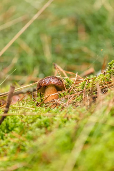 Boletus groeien in moss — Stockfoto