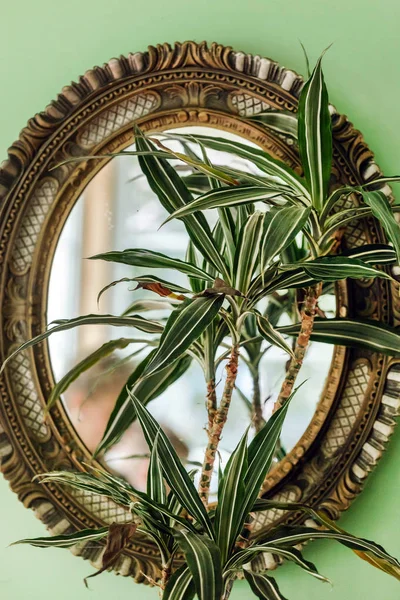Зеленые растения рядом с зеркалом Лицензионные Стоковые Изображения