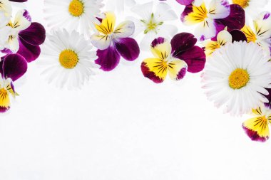 Taze Hercai Menekşe çiçek