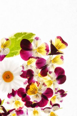 Taze Hercai Menekşe çiçek