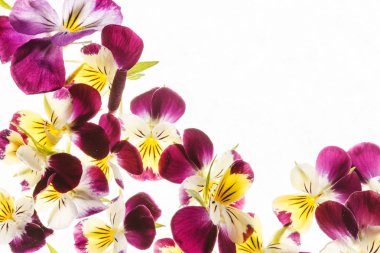 Taze Hercai Menekşe çiçek