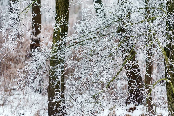 Vinter på snöiga skogen — Stockfoto