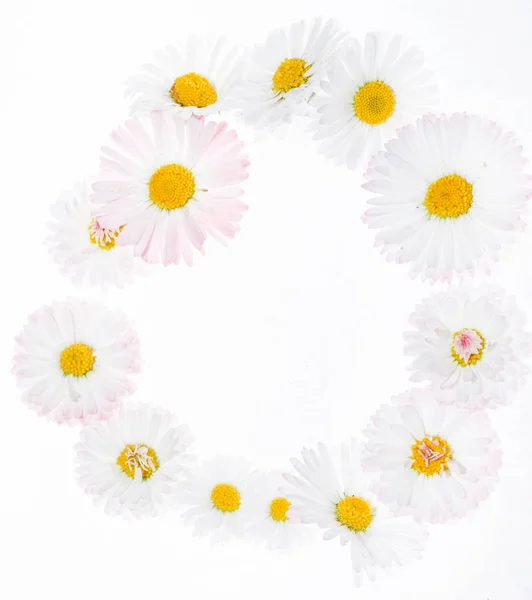 Daisy blommor krans — Stockfoto