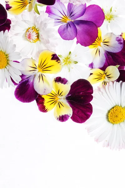 Πανσέδες φρέσκα λουλούδια — Φωτογραφία Αρχείου