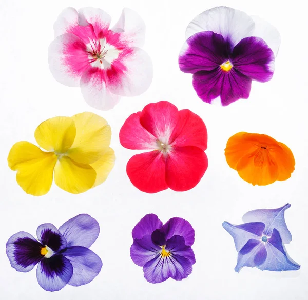 Πανσές πολύχρωμο λουλούδι — Φωτογραφία Αρχείου