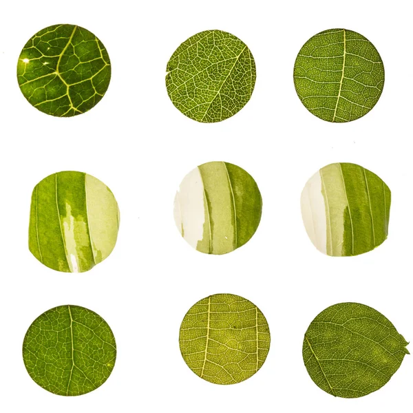 Tender textura natureza verde — Fotografia de Stock