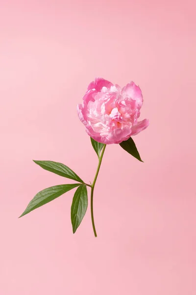 Flor de peonía fresca tierna — Foto de Stock