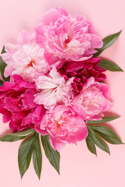 Tenera peonie colorate — Foto Stock