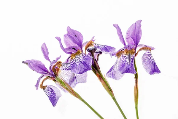 紫色のアイリスの花 ロイヤリティフリーのストック写真