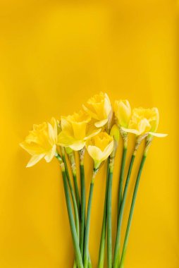 Nergis Sarı zemin üzerine