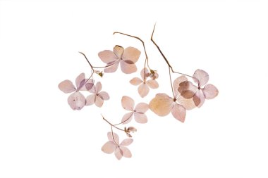 Kuru ortanca çiçek