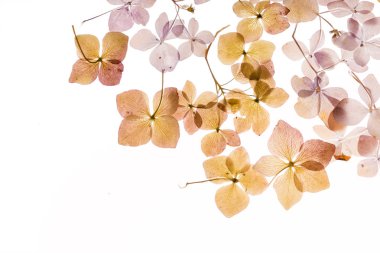 Kuru ortanca çiçek