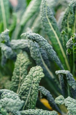 taze lahana yaprakları