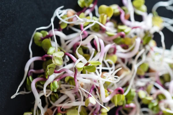 Fresh little sprouts — Stock Photo, Image